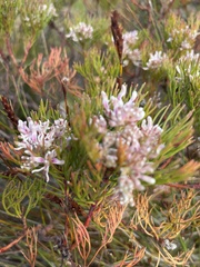 Serruria ascendens