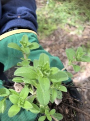 Silene pseudoatocion