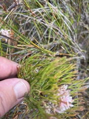Serruria ascendens