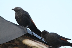 Onychognathus morio morio