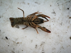 Pontastacus leptodactylus