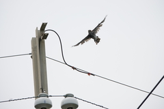 Accipiter virgatus fuscipectus
