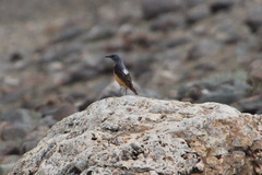 Monticola saxatilis