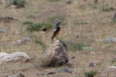 Monticola saxatilis