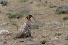 Monticola saxatilis