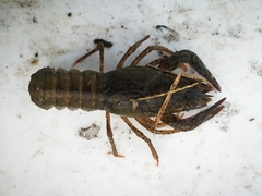 Pontastacus leptodactylus
