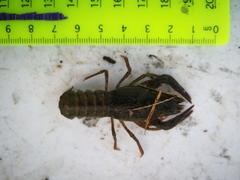 Pontastacus leptodactylus