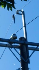 Dendrocitta formosae