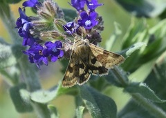 Heliothis viriplaca