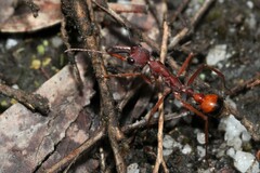 Myrmecia nigriscapa