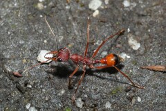 Myrmecia nigriscapa