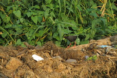 Zapornia flavirostra