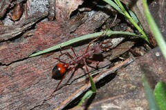 Myrmecia nigriscapa