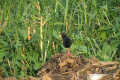 Zapornia flavirostra