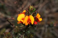 Pultenaea humilis