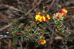 Pultenaea humilis