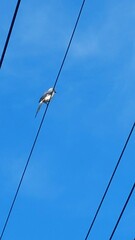 Dendrocitta formosae