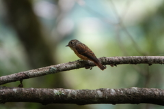 Muscicapa ferruginea
