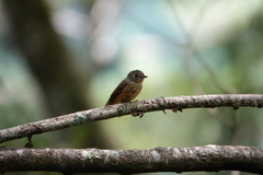 Muscicapa ferruginea