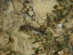 Cottus gobio