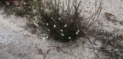 Struthiola dodecandra