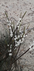 Struthiola dodecandra