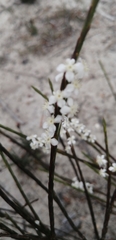 Struthiola dodecandra