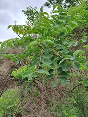 Sclerocarya birrea caffra