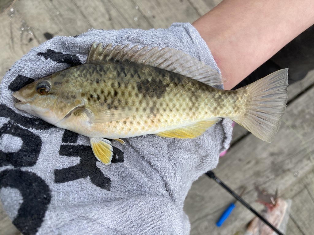 Spotty (Notolabrus celidotus) — Labridae