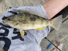 Notolabrus celidotus