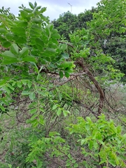 Sclerocarya birrea caffra