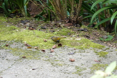 Liocichla steerii