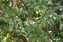 Aegithalos concinnus