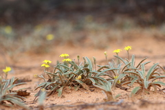Goodenia willisiana