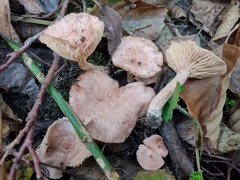 Lactarius lilacinus