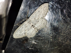Idaea minuscularia