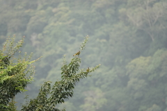 Spizixos semitorques