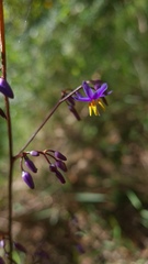 Dianella caerulea