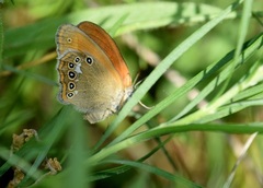 Coenonympha glycerion