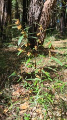 Lasiopetalum ferrugineum