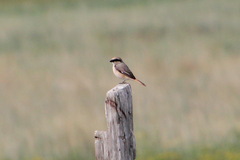 Lanius isabellinus