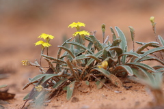 Goodenia willisiana
