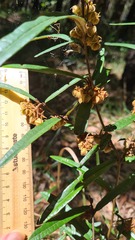 Lasiopetalum ferrugineum