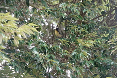 Machlolophus holsti
