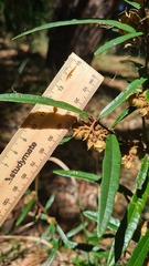 Lasiopetalum ferrugineum