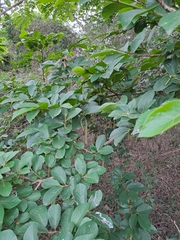 Antidesma venosum