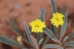 Goodenia willisiana