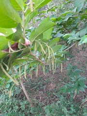 Antidesma venosum