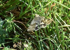 Heliothis adaucta