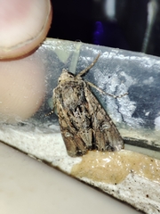 Mniotype occidentalis